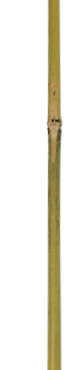 Bambusz termesztő karó (3) 1,2 m