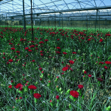 Carnation net
