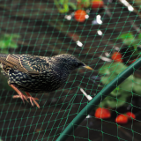 BIRDNET HDPE extruded birdnet, rhomboid mesh green 2 x 100 m